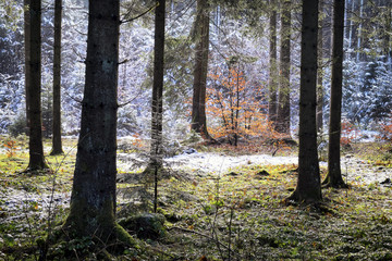 Fototapeta premium wintertime