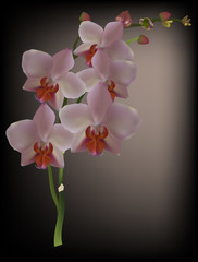 Fototapeta premium light pink orchid branch on dark background
