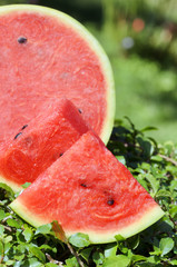 Ripe watermelon on green grass