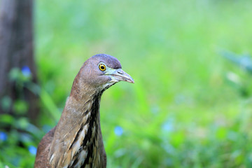 Japanese night heron (Gorsachius goisagi) in Japan 