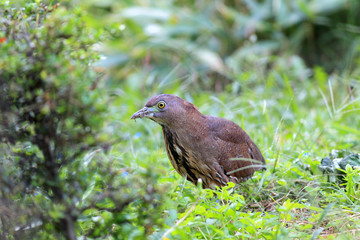 Japanese night heron (Gorsachius goisagi) in Japan 