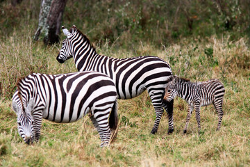 Obraz na płótnie Canvas Grevy's Zebra