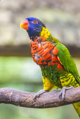 Rainbow Lorikeet Parrot