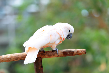 Moluccan cockatoo or Salmon-crested cockatoo 