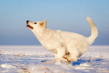 Berger Blanc Suisse Shepherd dog