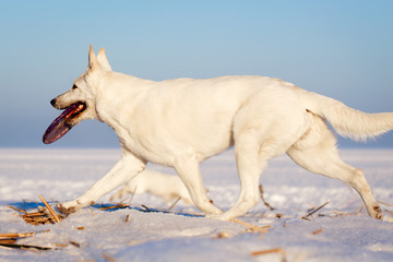 Berger Blanc Suisse Shepherd dog