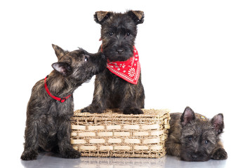 puppies on a basket