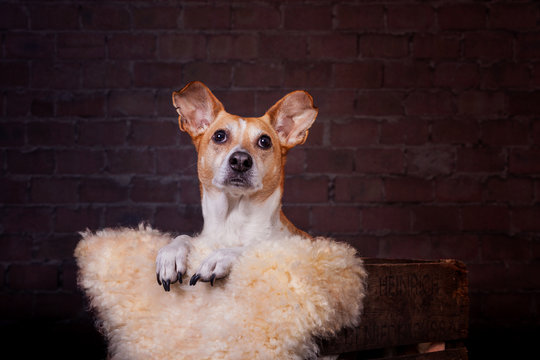 Hund in der Kiste