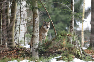 Wolf Ausblick