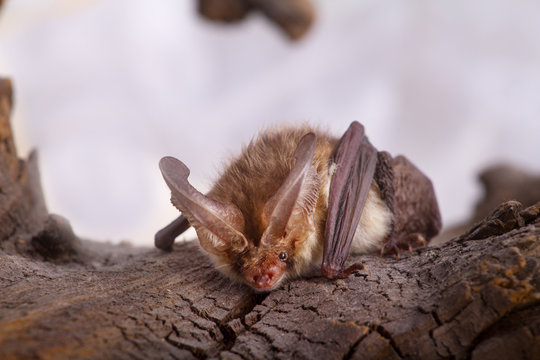 Bat Close Up On A Bark Background