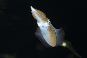 flying squid (Ommastrephes bartrami) in Japan 