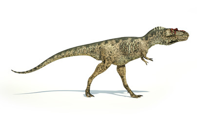 Albertosaurus Dinosaur, photorealistic representation, side view