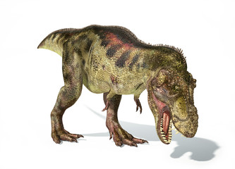 Tyrannosaurus Rex dinosaur, photorealistic representation. Dynam