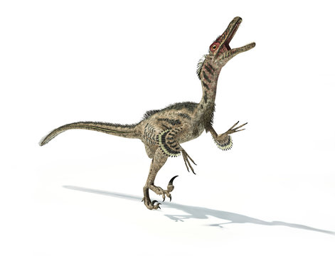 Velociraptor dinosaur, scientifically correct, with feathers.