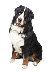 Bernese Mountain Dog portrait