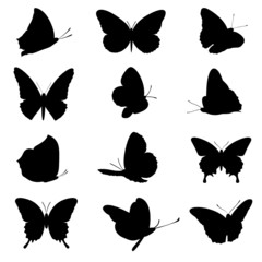 Schmetterlinge Vektor