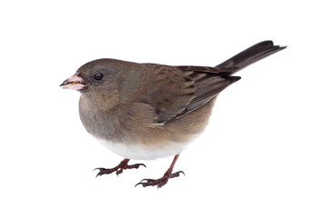 Isolated Junco