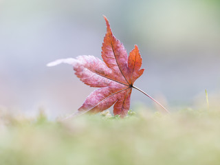 イロハモミジの落ち葉