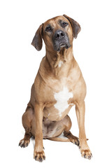 Ridgeback on a white background in studio
