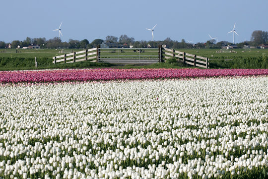 Typical Dutch tulips landscape with cows in the distance