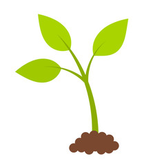 Green young plant