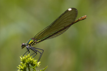 side of wild gold green dragonfly