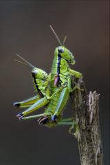 two grasshopper  having sex
