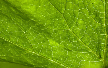 Extreme Abstract Closeup of Elephant Leaf Plant