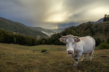 Fototapeta na wymiar Krowa w moutains