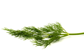Green dill leaf