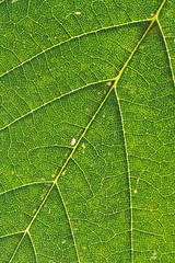 green leaf detail [kw-en/[o]