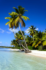 Dominicana beach with palms