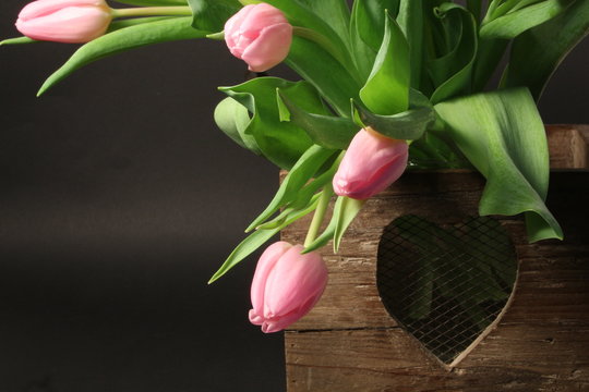 Tulpe in der Holzkiste
