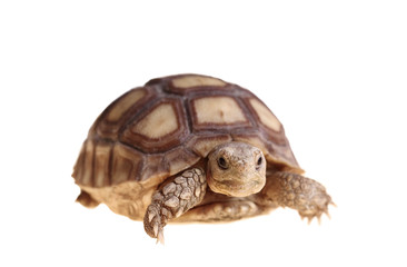 African Spurred Tortoise (Sulcata)