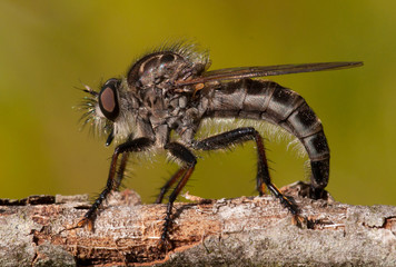 Egg-laying Robber Fly