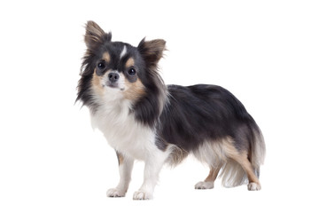 Chihuahua isolated on white background