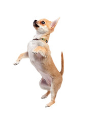 Chihuahua jumping, isolated on white background