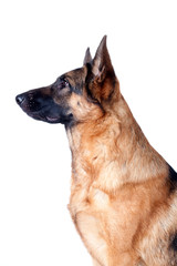 German Shepherd isolated on white background, portrait.
