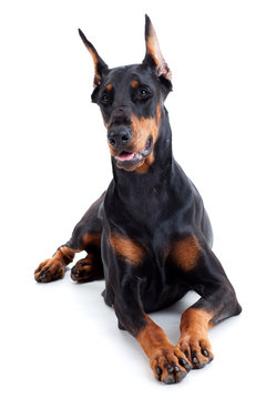 Doberman Isolated On White Background.