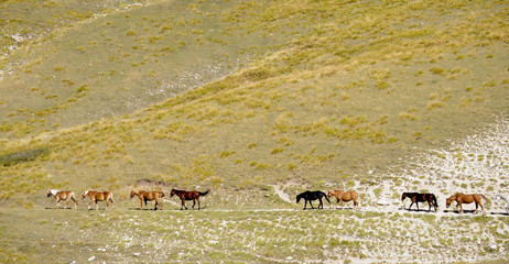 Horses row inside park
