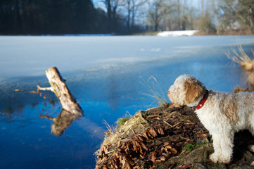 Fototapete bei efototapeten.de bestellen   