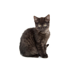 Cute black kitten