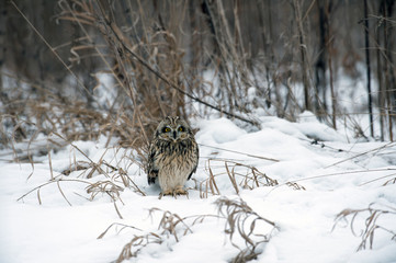 Short Eared Owl
