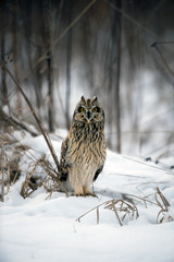 Short Eared Owl