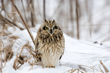 Short Eared Owl