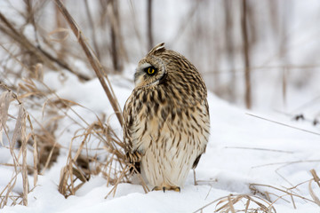 Short Eared Owl
