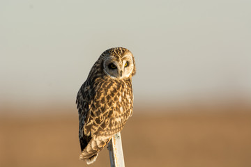 Short Eared Owl