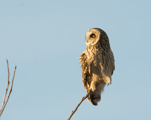 Short Eared Owl
