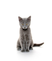 Cute gray kitten
