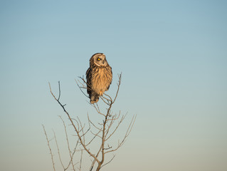 Short Eared Owl
